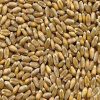 grano duro